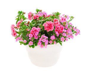 Bouquet of flowers petunia and water hyssop in a pot.