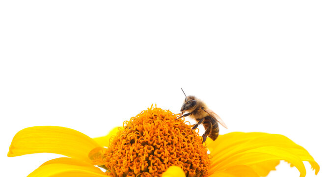 Bee on a flower isolated on a white background