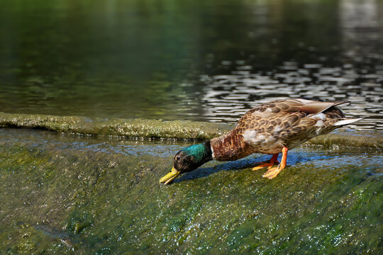 Erpel der Stockente (Anas platyrhynchos) frisst Algen am &Uuml;berlauf eines Wehrs, ist in der Mauser vom Prachtkleid ins Schlichtkleid - Taubertal, Deutschland
