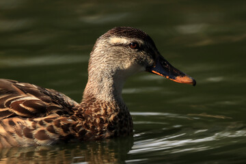 Duck close-up swims on the water
