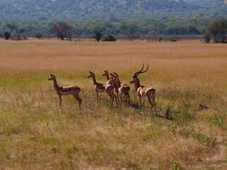 Herd of Impala