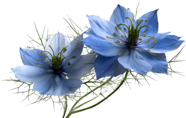 Love-in-a-Mist flower, transparent background PNG clipart cutout