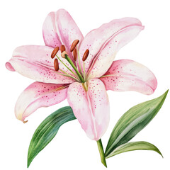Watercolor Lily: Delicate Floral Element for Feminine, Wedding, or Nature Branding, PNG