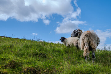 Two horned sheep stand on a grassy hill slope dotted with wildflowers against a bright summer sky