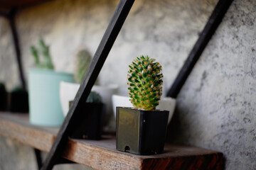 cactus in a pot