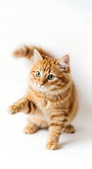 Fototapeta premium British cat and carton on white background and British kitten on white background