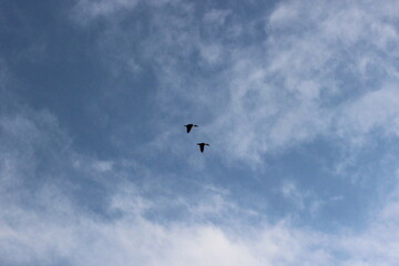 Two Birds in Flight Against a Cloudy Blue Sky

