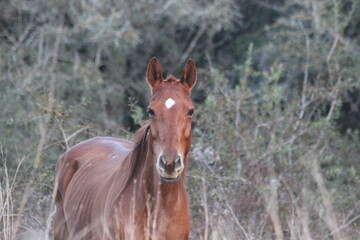 Obraz premium Portrait of a Brown Horse in the Wild with Forest Background