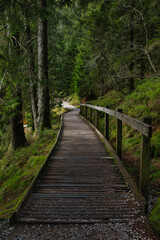 Germany, Baden-Württemberg, Northern Black Forest, wooden walkway in Mummelse, located on the highest glacial lake in the Black Forest, Germany. 