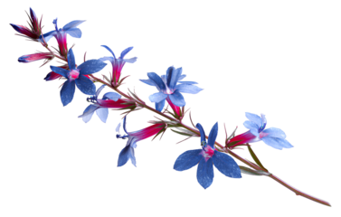 Lobelia flower with long stem, isolated on transparent background