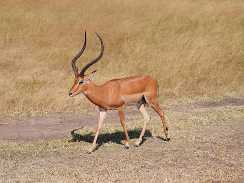 Male Impala