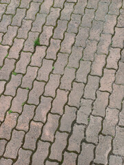 Texture of an old cobblestone pavement with greenery peeking through the cracks in a quiet outdoor...