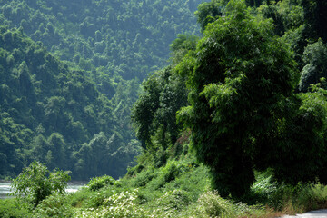 breathtaking view of lush green forest showcasing intricate balance of nature