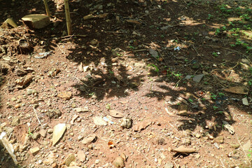 Shadows on the Earth: A Natural Ground Scene
