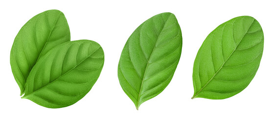 Fresh Guava leaf isolated on white background