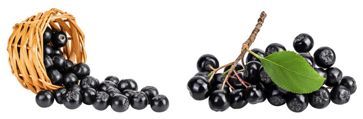 Chokeberry in a wicker basket isolated on white background. Black aronia.