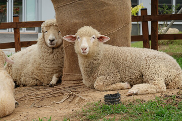 Two fluffy sheep resting peacefully on the ground