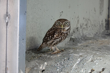 Close-up of a curious little owl