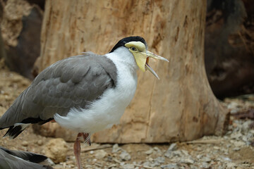 Close-up portrait of a masked lapwing with its beak open