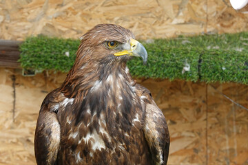Majestic golden eagle portrait with intense gaze and detailed feathers