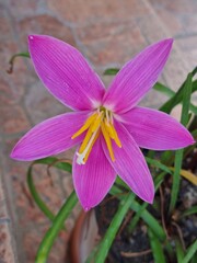 Fototapeta premium Zephyranthes flower