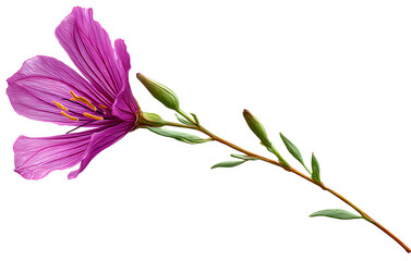 Lechenaultia flower with long stem, isolated on transparent background