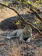 Safari in South Africa