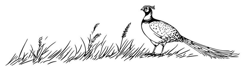 walking pheasant in grass field