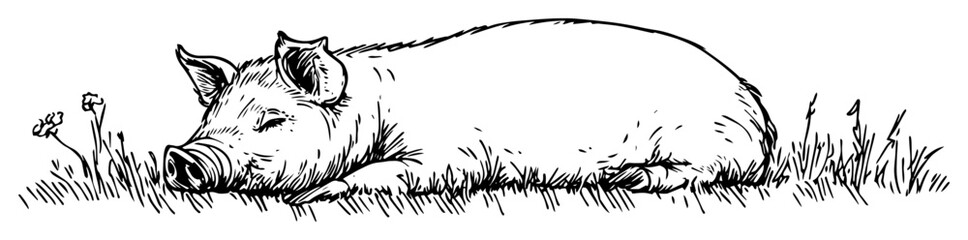 hand drawn sleeping pig vector line art illustration