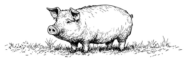 hand drawn standing pig vector line art illustration