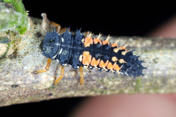Larva of the multicoloured asian ladybug with bristles on the body sitting on the shoot of a plant infested by aphids.