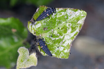 Early instar (larval stage) of a seven-spot Ladybird. Larvae of Ladybug, Coccinella septempunctata.