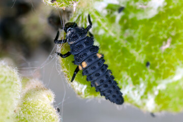 Seven-spot ladybug, Coccinella septempunctata larva feeding on aphid