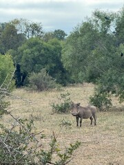 Safari in South Africa