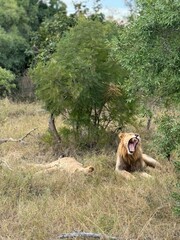 Safari in South Africa