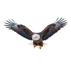 Majestic Bald Eagle in Flight, Wings Spread Wide Against a White Background.