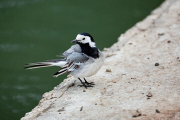 great tit parus major