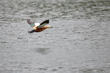 great crested grebe