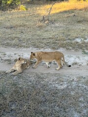 Safari in South Africa