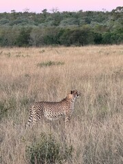 Safari in South Africa