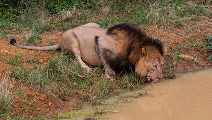Big male lion drinking water at a river