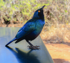 One blue-eared starling standing and looking up