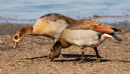 Two egyptian geese feeding next to a dam