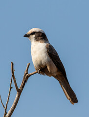 Portrait of a southern white-crowned shrike perched on a branch with clear blue sky background