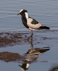 Portrait of a blacksmith lapwing walking in shallow water with the reflection
