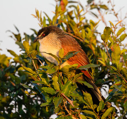 One Burchell's coucal warming up in the top of a tree in the early morning sun