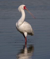 African spoonbill with reflection in the water