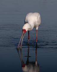African spoonbill with open beak feeding in shallow water