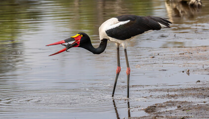 Saddle billed stork swallowing a frog