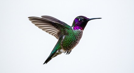 Obraz premium Colibri voltigeant plumes vertes lumiere douce fond blanc. AI Generated